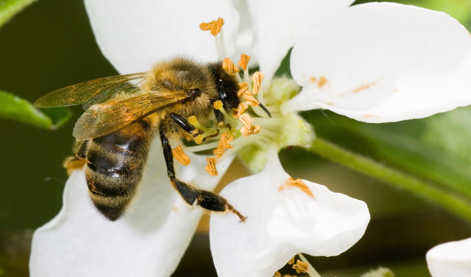 Bijen hebben het moeilijk tegenwoordig: met name door een tekort aan bloemen. | Foto: pr