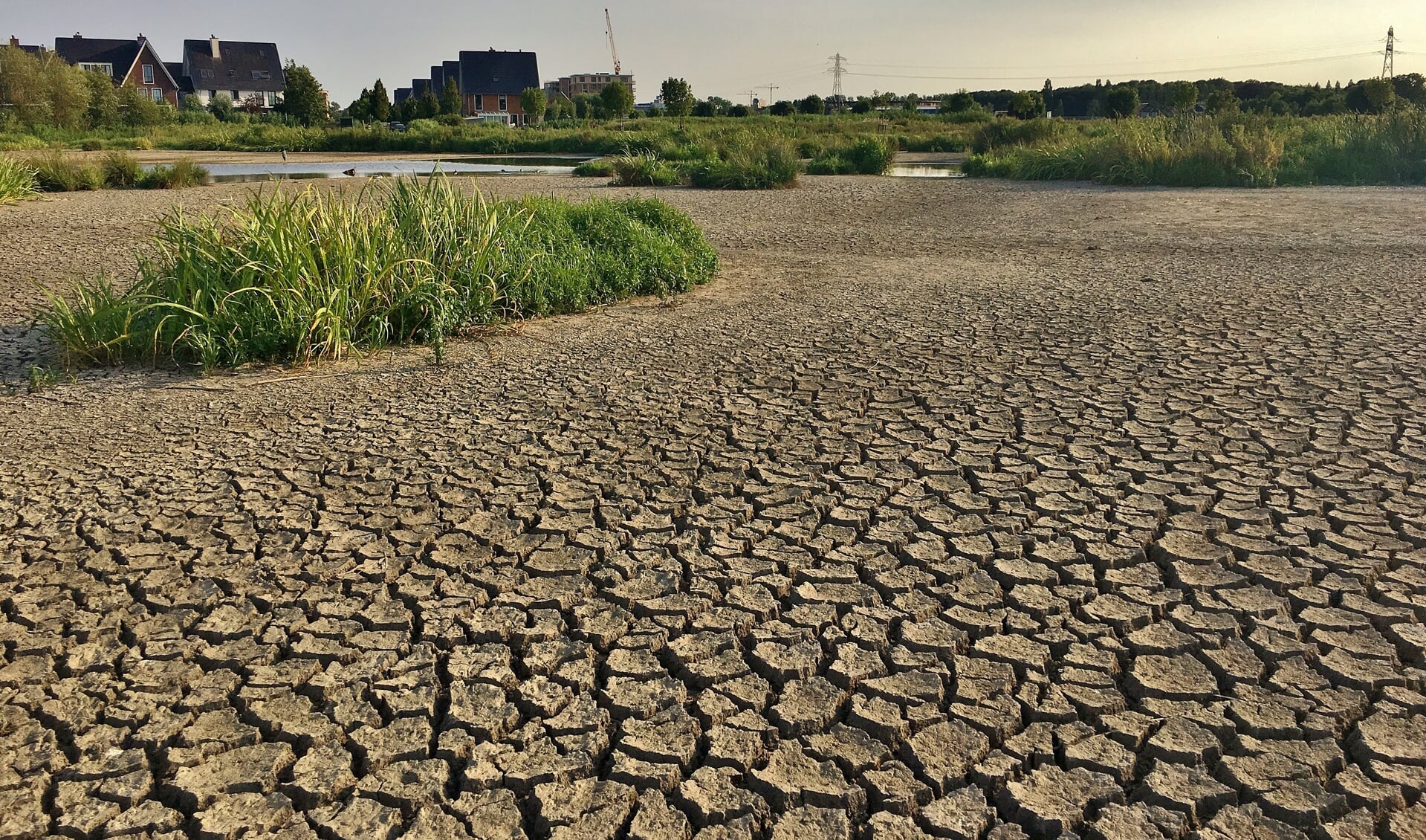 De polder bij Poelgeest kwam voor een groot deel droog te staan. Vrijdag 13 juli werd het waterpeil weer opgehoogd. | Foto Brigit den Andel