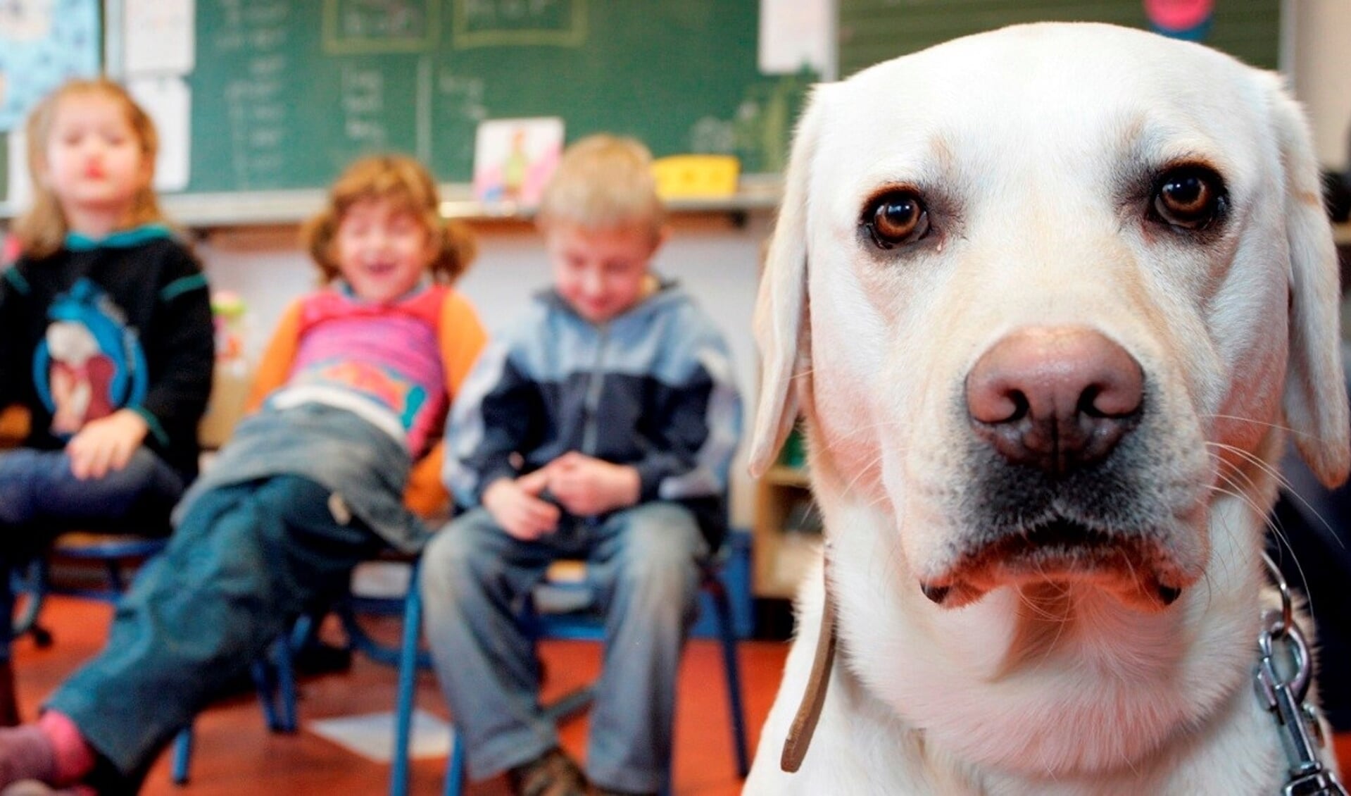 Kinderen van groep 1 t/m 4 leren de lichaamstaal van honden te begrijpen zodat er minder kans op bijtincidenten ontstaat.