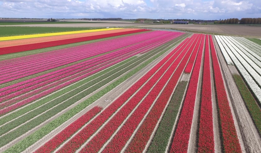Het college van Lisse steunt initiatieven als het grootschalig opwekken van duurzame energie door windmolens en zonnepanelen, maar niet ten koste van bollenvelden.