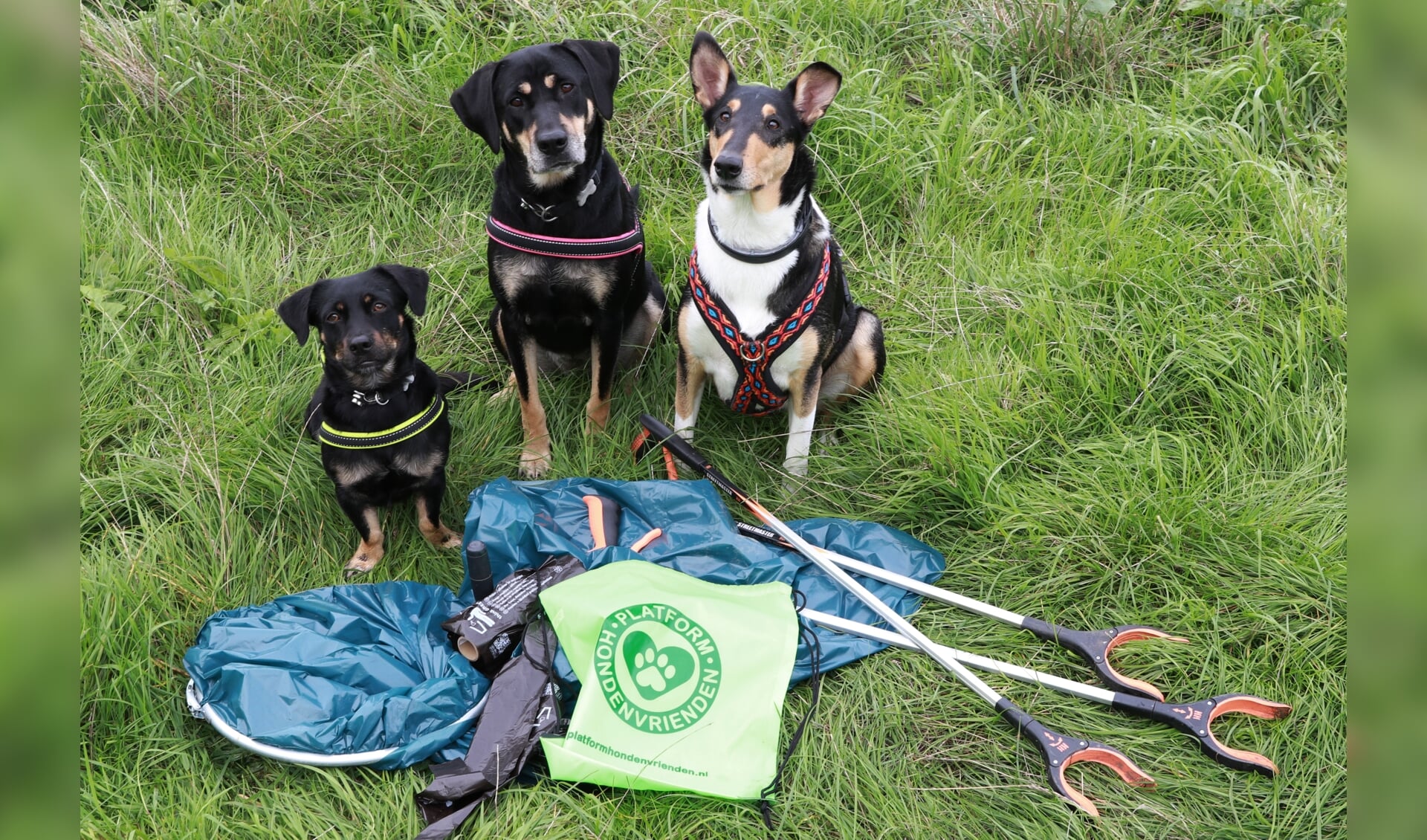 Heel veel hondeneigenaren ruimen niet alleen de poep van hun honden op, maar ook ander afval. Deze honden weten er alles van. | Foto: Esther Moonen
