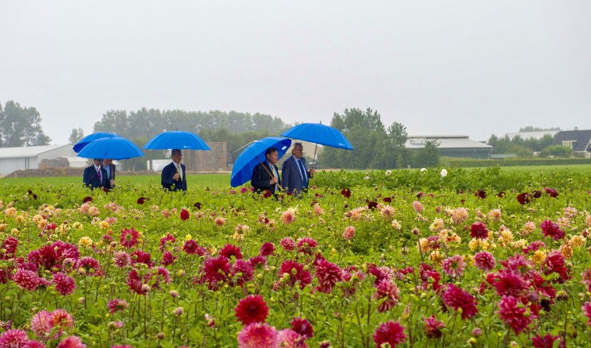 Bestuurders op weg naar de ondertekening, midden in het veld vol dahlia's. | Foto: Willem Krol
