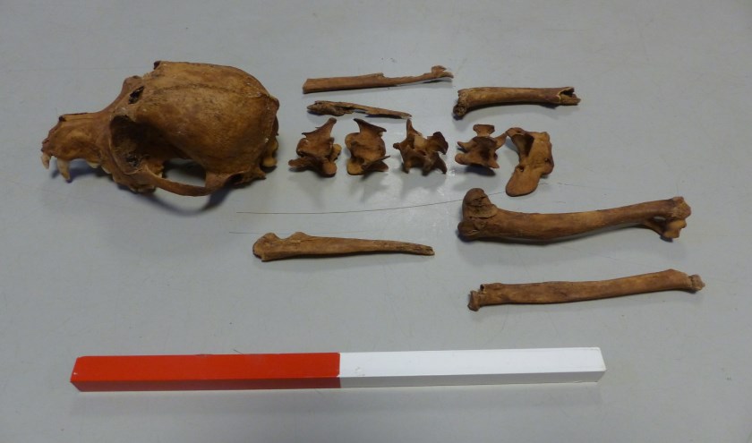 Het skelet van Sasje (1783-1795) | Foto: PR