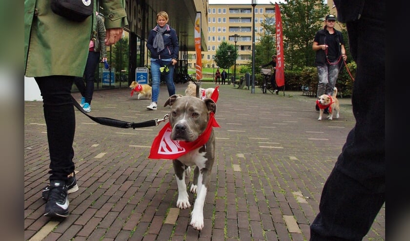 Op zaterdag 5 oktober vond vanuit Sportschool Jenergy de eerste Super Doggy Walk plaats.