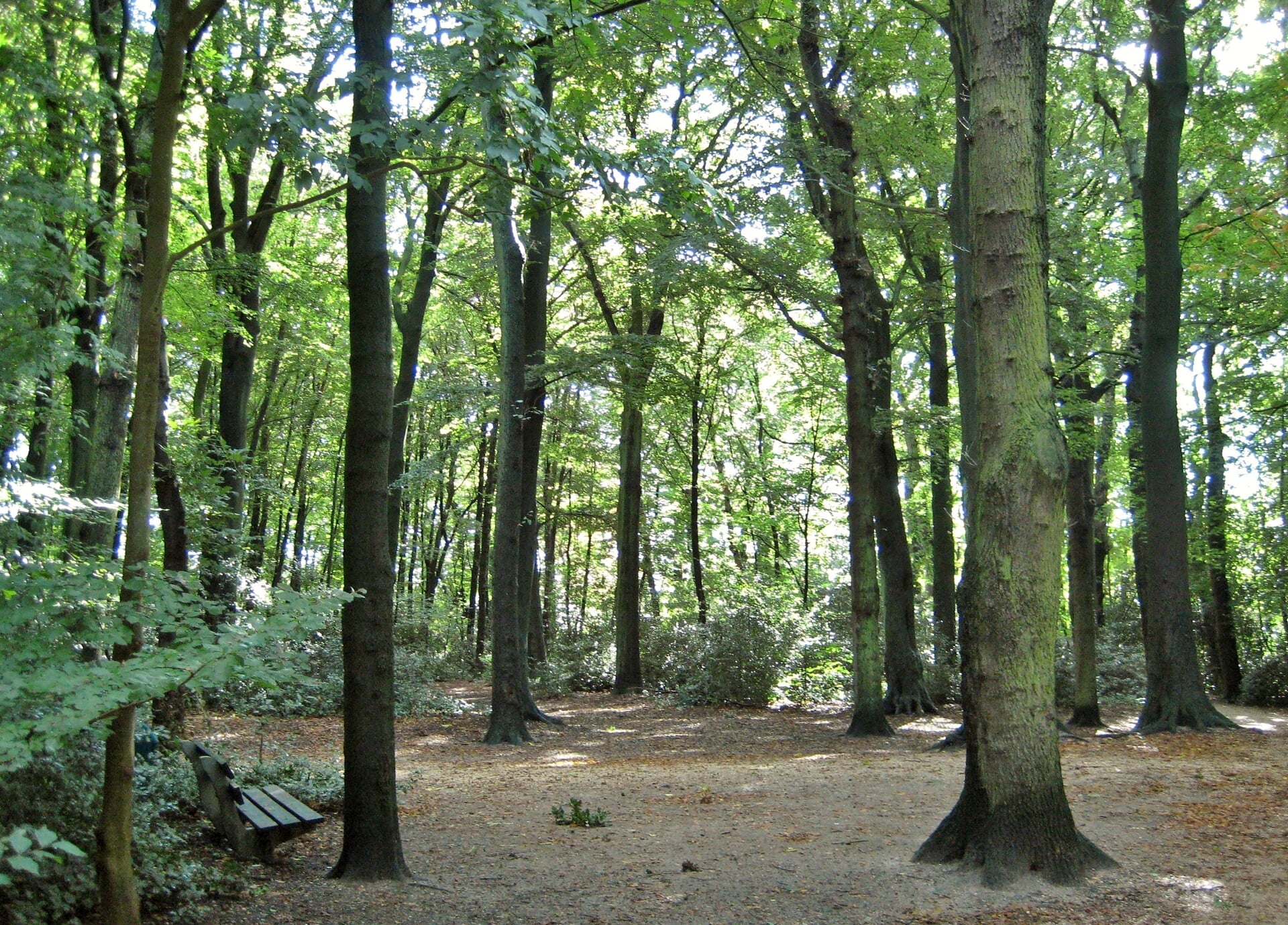 In het Bos van Wijckerslooth zijn veel historische bomen te vinden.