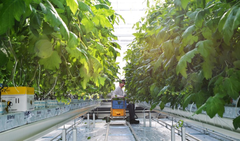 Foto uit onderzoekcentrum Demokwekerij Westland in World Horti Center