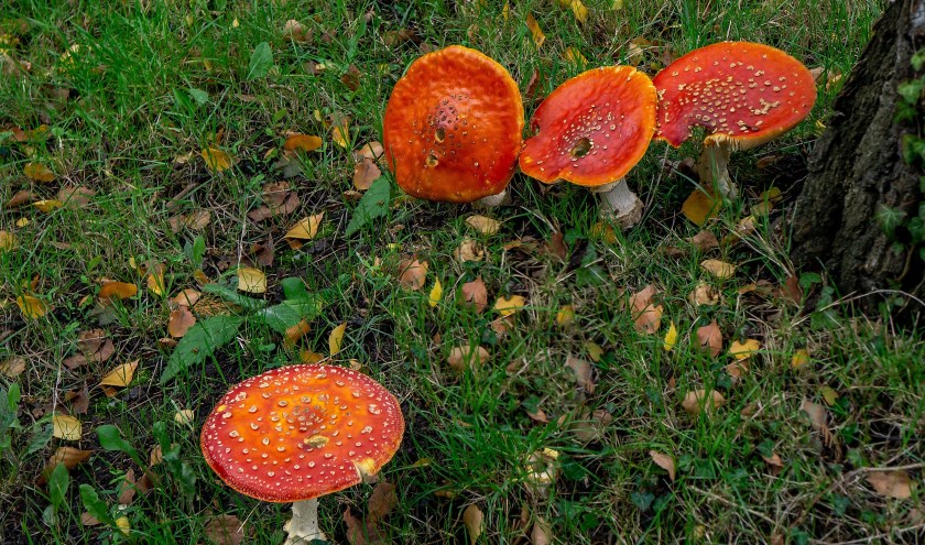 Fraaie vliegenzwammen in een tuin aan de Steenbakkerslaan.