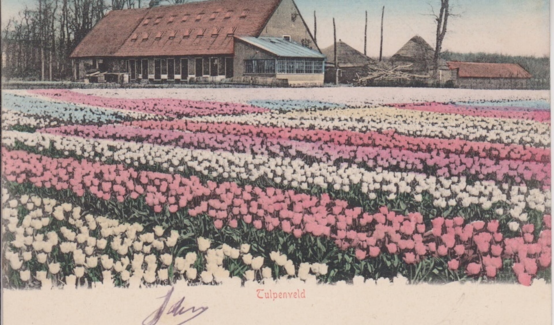 Prentbriefkaart boerderij Druivenstein in gebruik bij de firma Van der Schoot. (1906). | Foto: genootschap Oud De Zilck