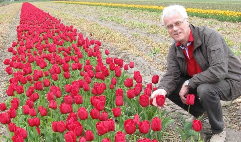 De zorgvuldig geplantte bollen zijn inmiddels een bloembed rode tulpen in de kleur van de mantel. | Foto: pr