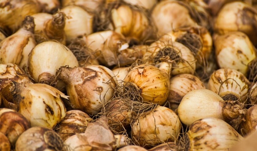 De bollenkramen verkopen onder meer tulpenbollen, maar onduidelijk is hoe lang ze dat nog aan de Westelijke Randweg kunnen doen.