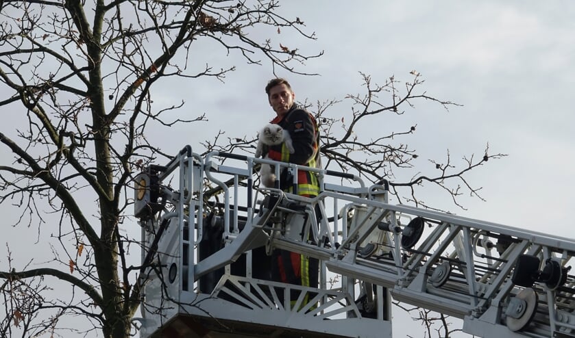 Met een hoogwerker werd de kat uit de boom gered. |