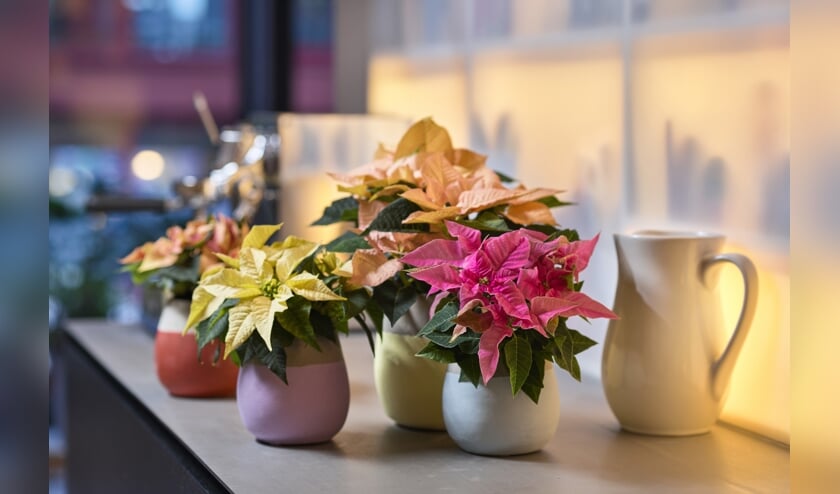 Styling Elize Eveleens - Klimprodukties