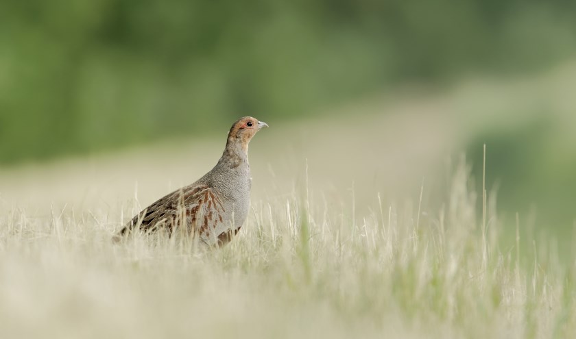 Hoeveel patrijzen zijn er in de Bollenstreek? "| Foto: PR