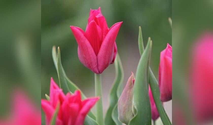 Stichting Pink Ribbon kreeg in 2008 haar eigen tulp, de Tulipa Pink Ribbon.
