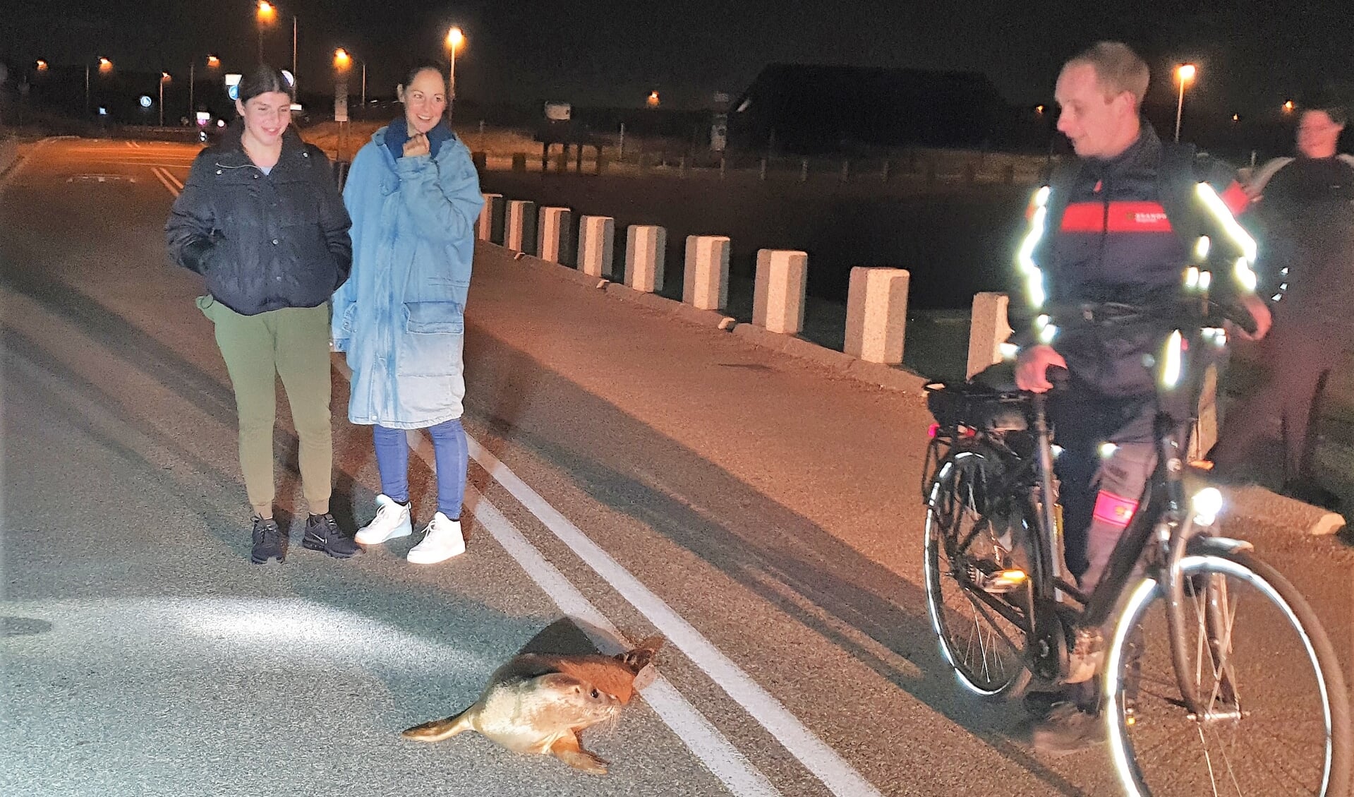Je komt niet iedere dag een zeehond op de weg tegen. | Foto: EHBZ Katwijk aan Zee