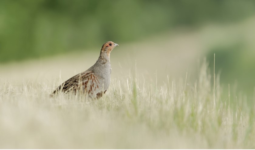 In de Bollenstreek komen steeds minder patrijzen voor.
