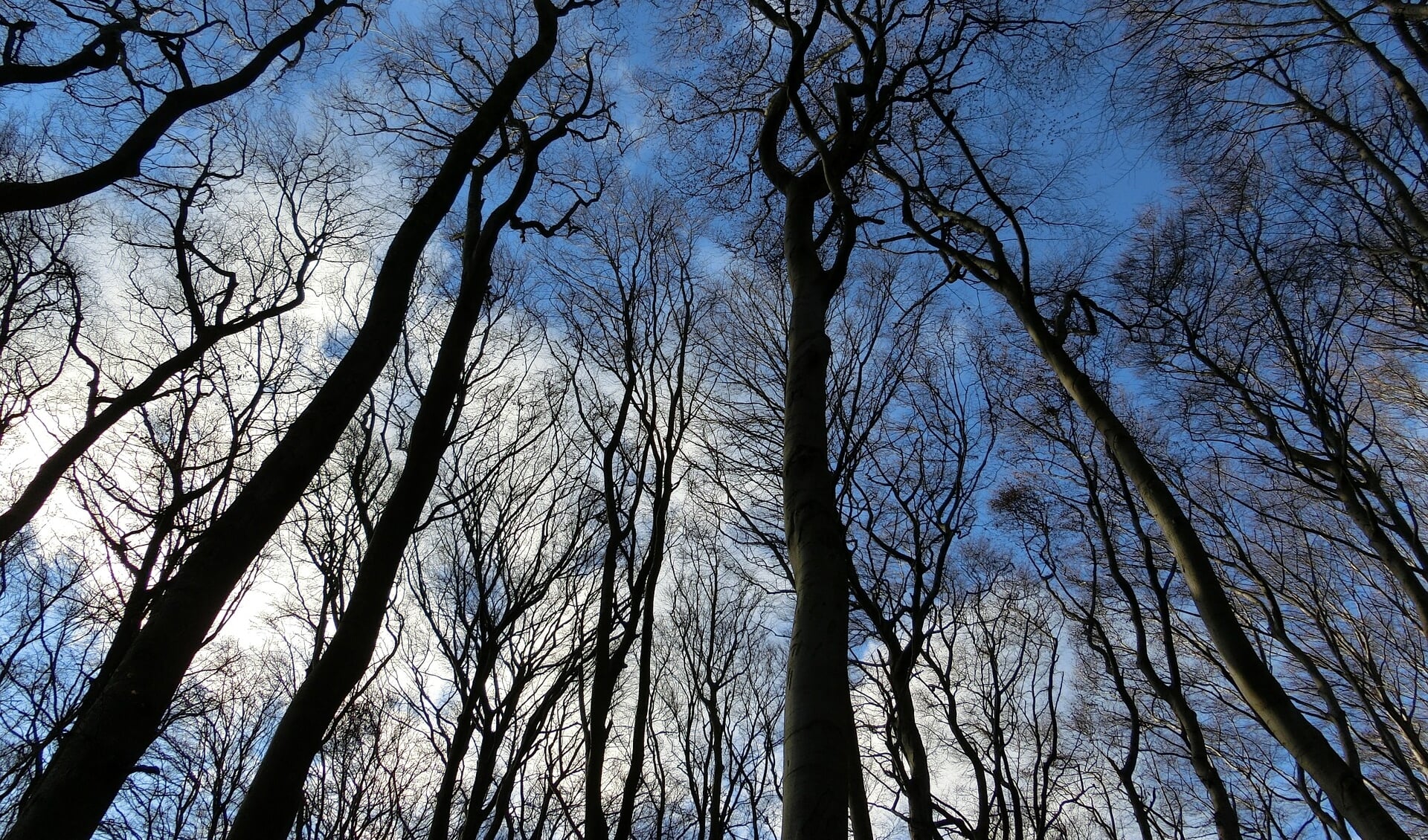 Maak op zondag 5 januari een bewuste wandeling in het Keukenhofbos.