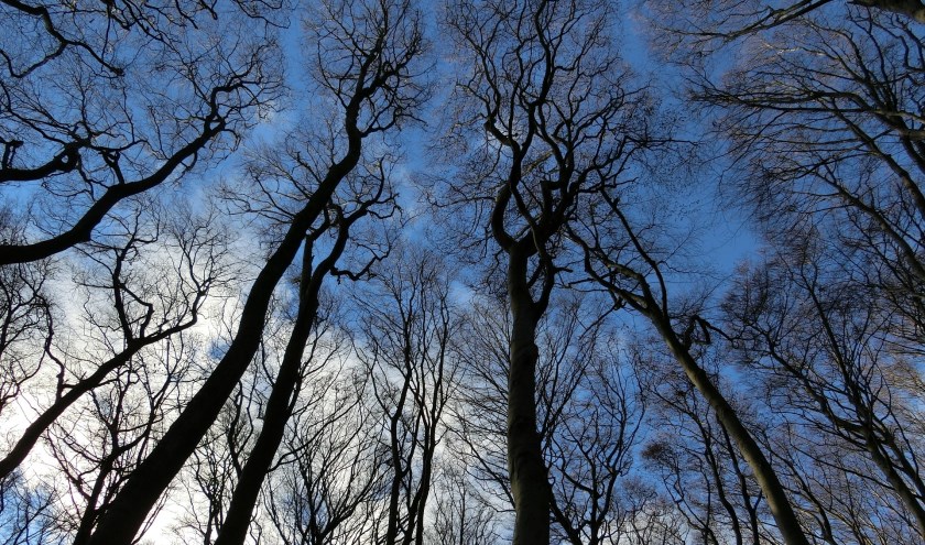 Maak op zondag 5 januari een bewuste wandeling in het Keukenhofbos.