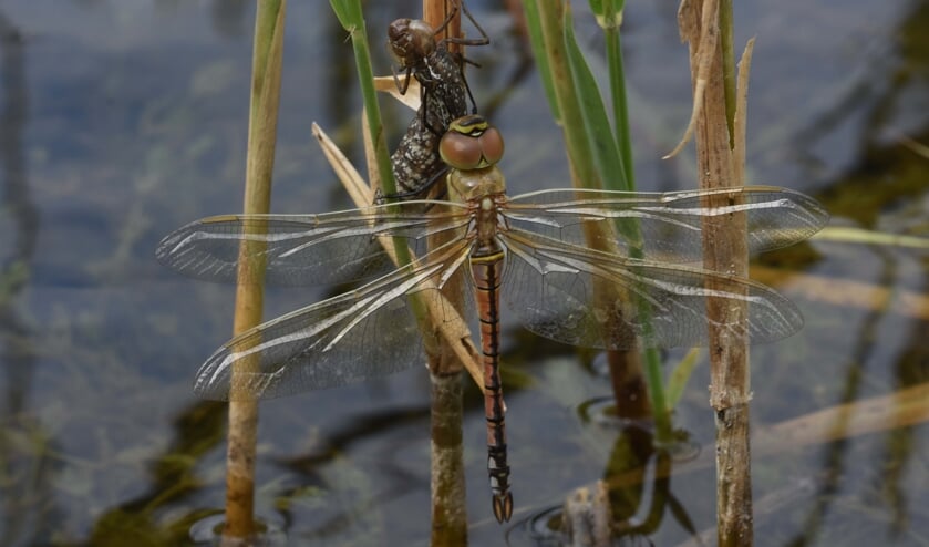 Zadellibel. | Foto: C. Zuyderduin