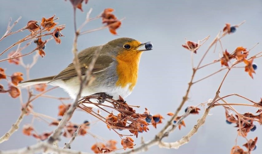 Roodborstjes zie je in deze tijd veel in de tuin. | Foto: Alain Gighnone/ AGAMI.
