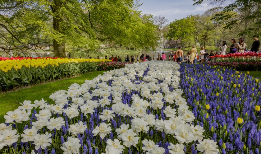 Staan er nog kramen op de bollenboulevard aan de Westelijke Randweg wanneer Keukenhof komend jaar weer opent?