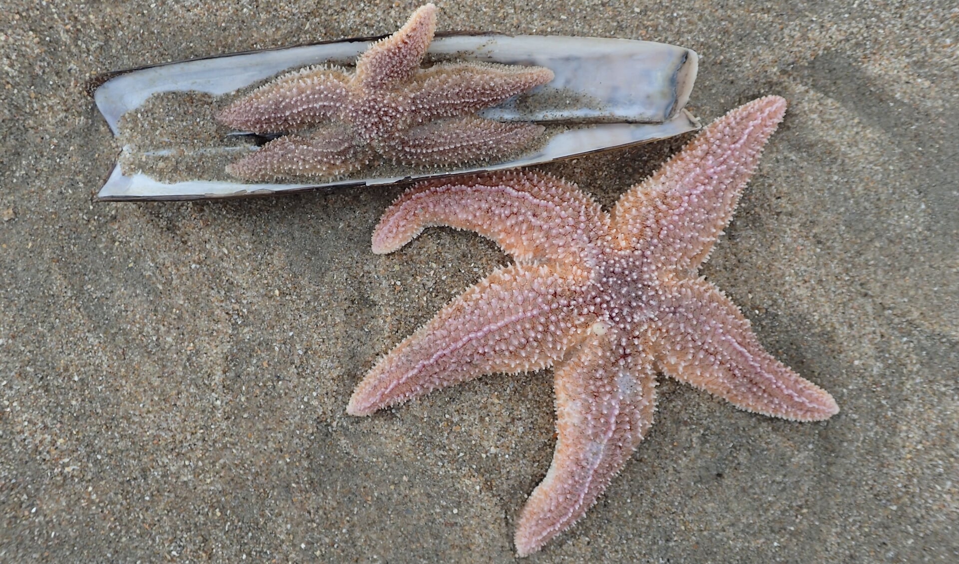 Zeesterren op het strand. Als ze een poot verliezen, kan er weer een nieuwe aangroeien.