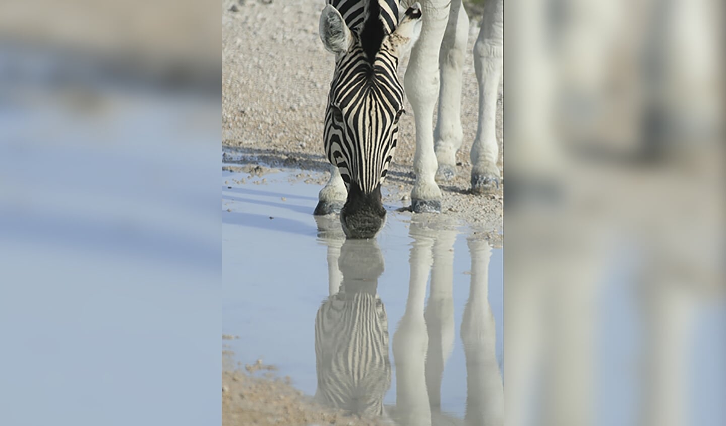 Zebra weerspiegeld in het water.