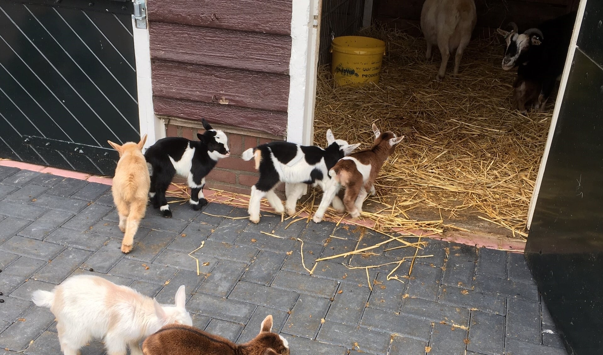 Zes geitjes van krap een week oud in de Leiderdorpse kinderboerderij. Het zijn net speelgoedbeestjes.