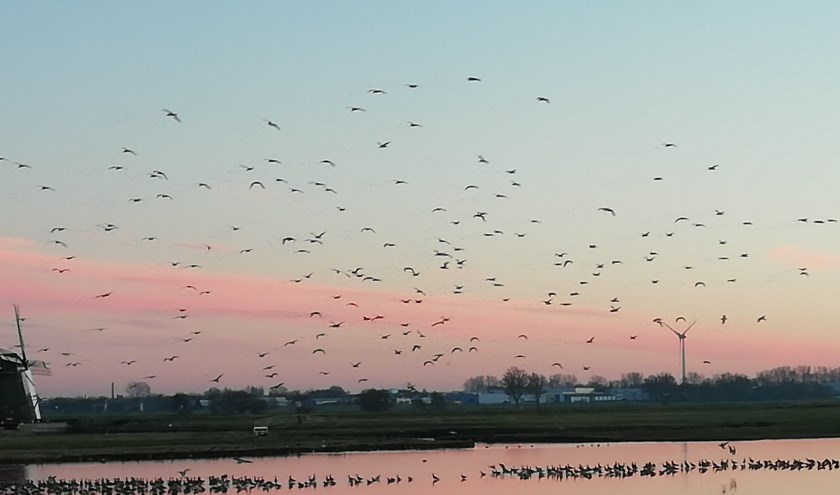 Een zwerm vogels in de lucht en in het water in de Munnikkenpolder. | Foto: Astrid Veerman