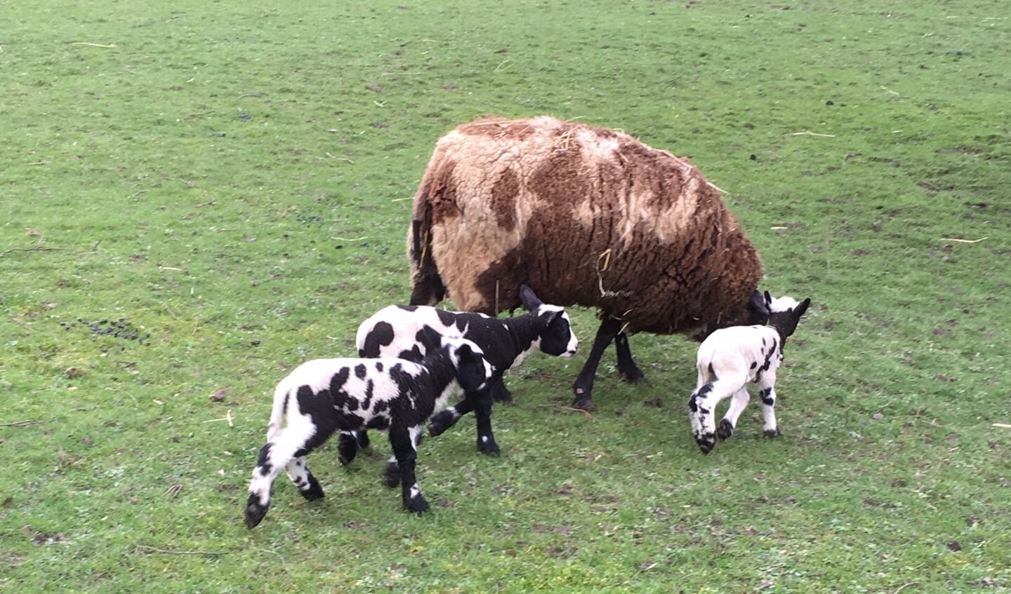 De vorige week maandag geboren lammetjes met moeder schaap in de grote wei. 