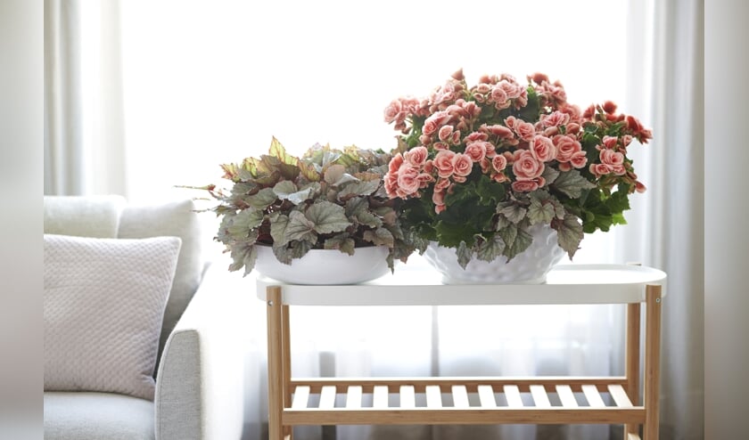 Styling Elize Eveleens - Klimprodukties