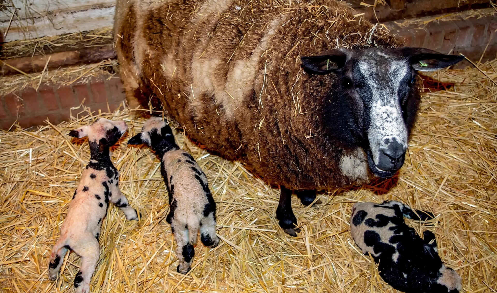 Vanochtend vroeg zijn de eerste lammetjes geboren in de Leiderdorpse kinderboerderij.