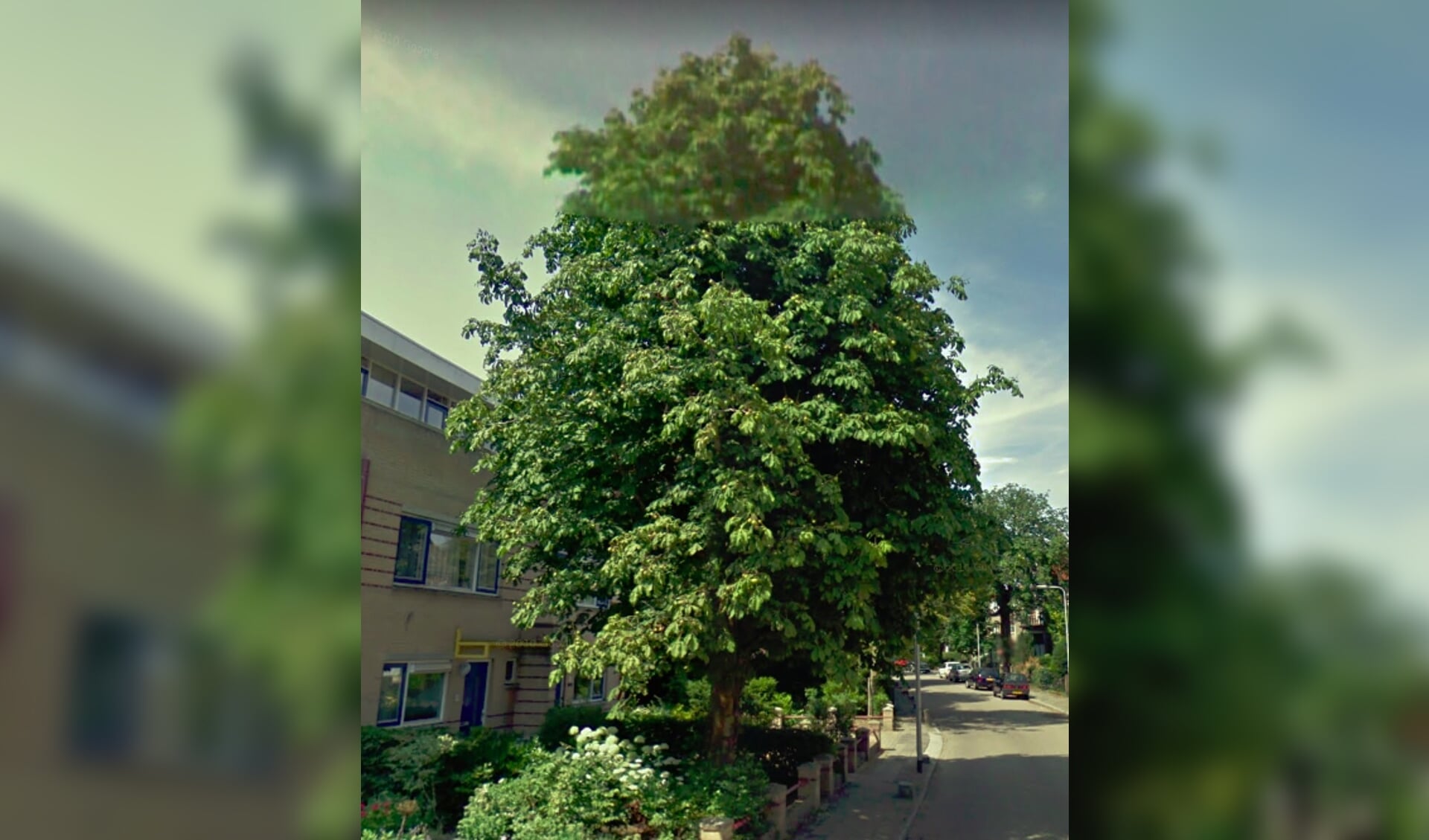 Het huis van de dames Van Vliet is er niet meer; de boom nog wel. | Foto GoogleMaps.