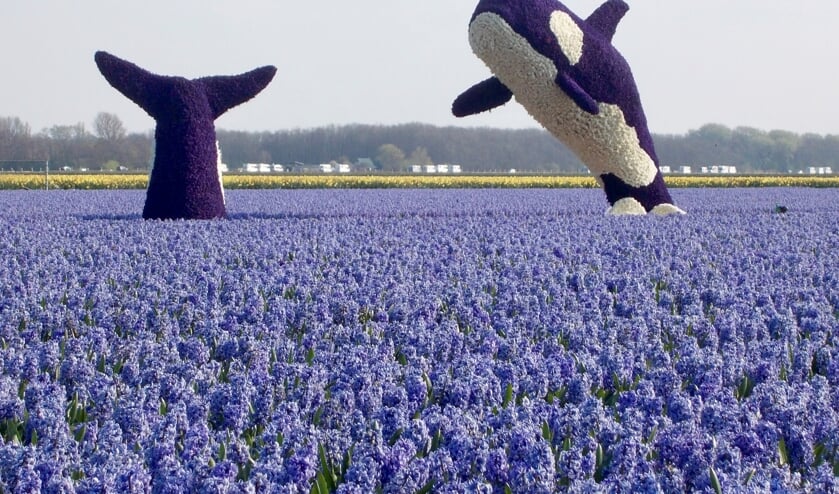 De springende orca's zijn goed voor de tweede prijs. | Foto: Piet de Boer
