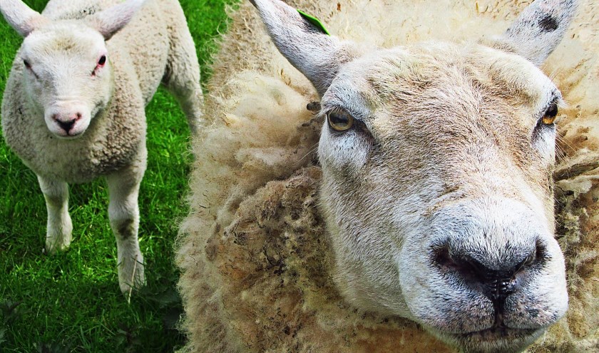 Dierplezier op Kinderboerderij Weidezicht in de Merenwijk, Parkzicht 100 in Leiden