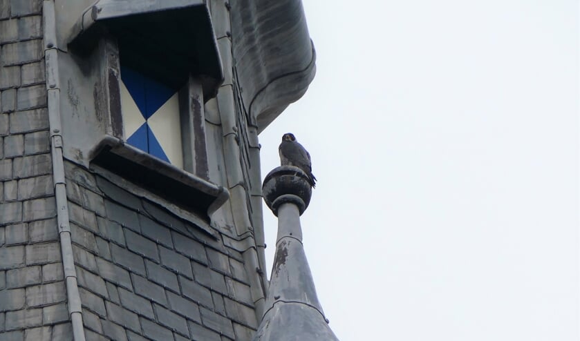 Het Slechtvalk-mannetje op de Nieuwe Kerk. | Foto Arjan van Egmond