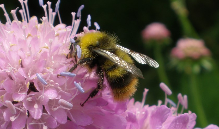 Een weidehommel. | Foto: André Biemans