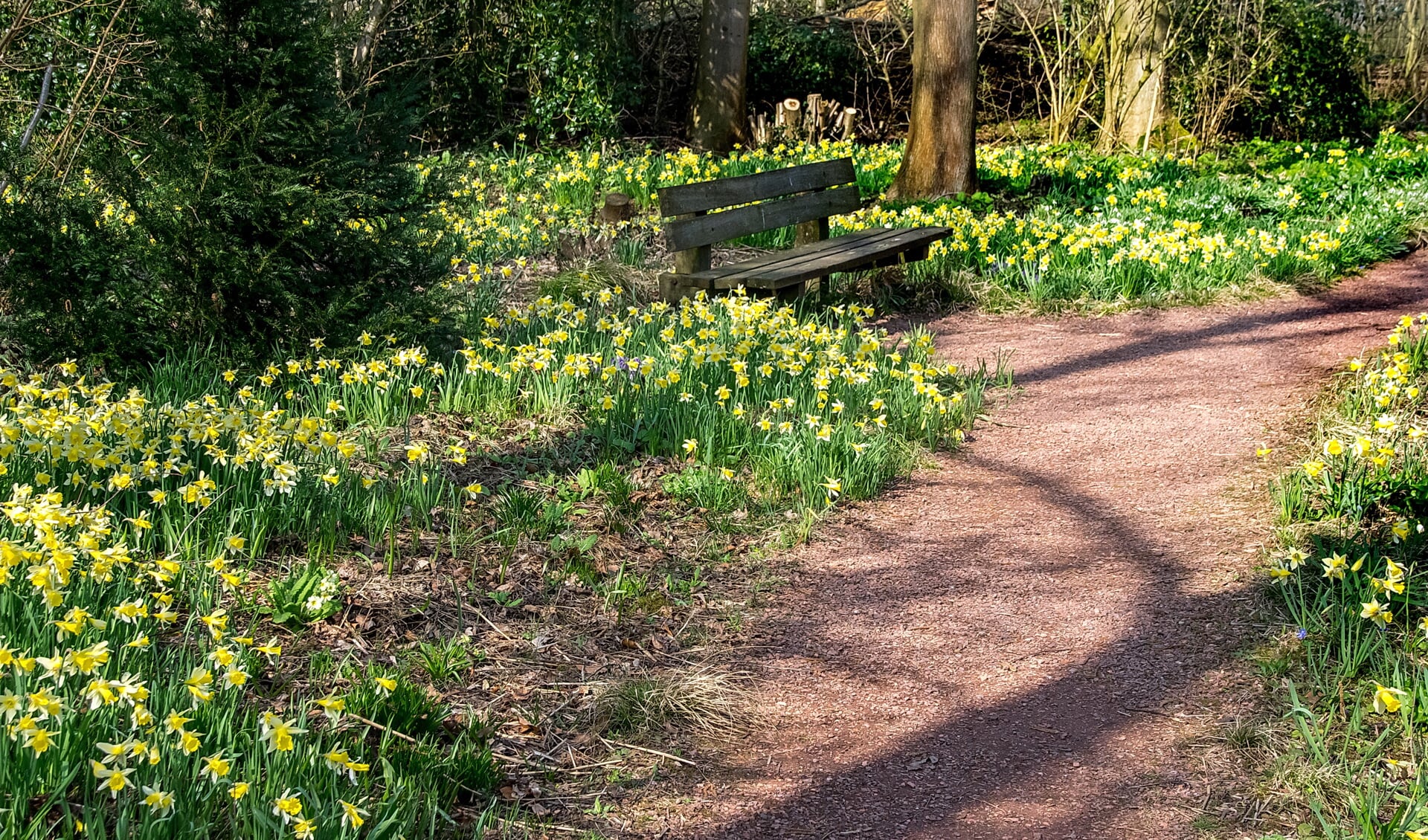 De afgelopen weken stonden narcissen in volle bloei in het stinsenbos. | Foto: J.P. Kranenburg