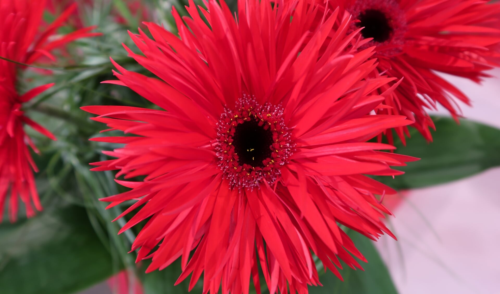 Gerbera's in de meest mooie kleuren.