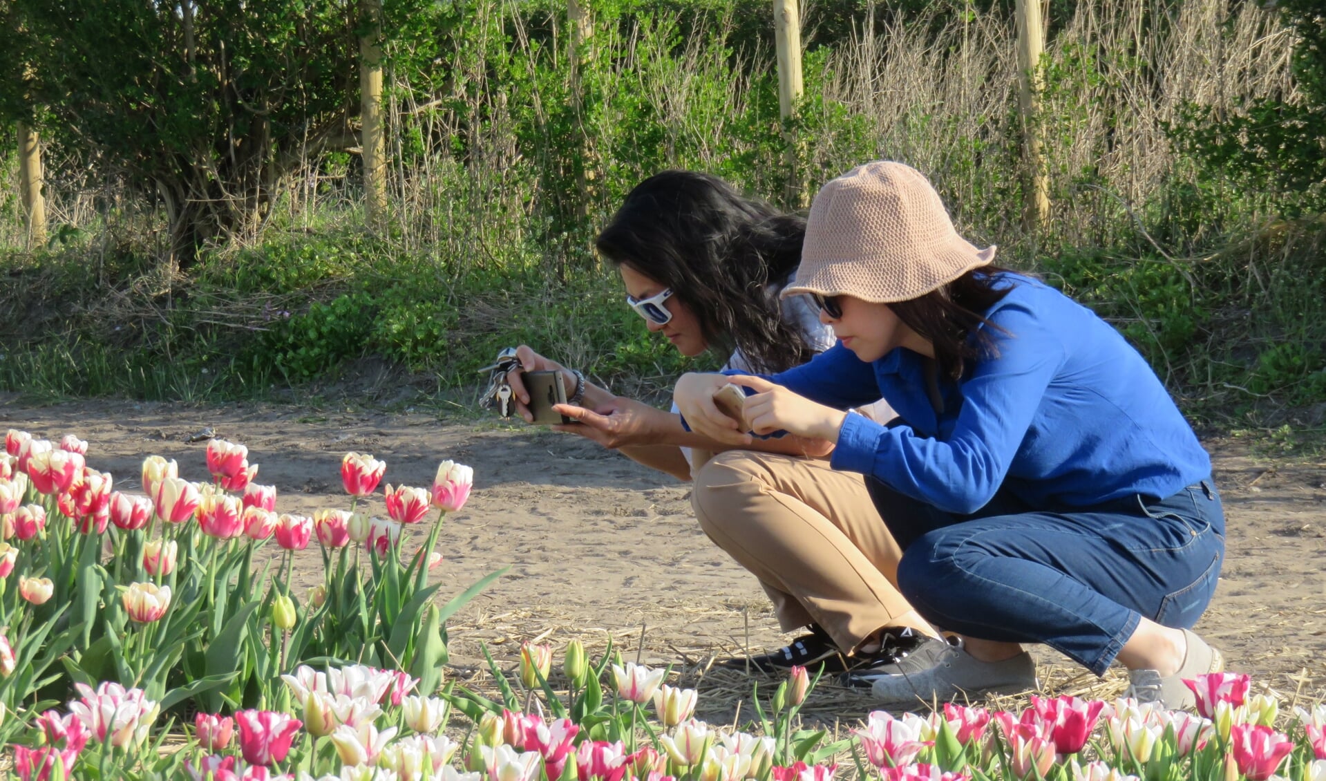 Toeristen weten vaak niet eens dat het gaat om de bol onder de grond en niet om de bloemen erboven. | Foto: pr