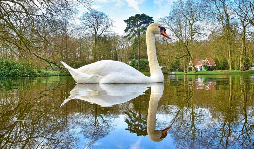 Op een windstille dag liet deze eenzame zwaan zich op de gevoelige plaat vastleggen in Keukenhof. Een toevalstreffer, noemt de fotograaf het.