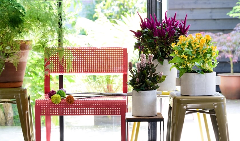Styling Elize Eveleens - Klimprodukties