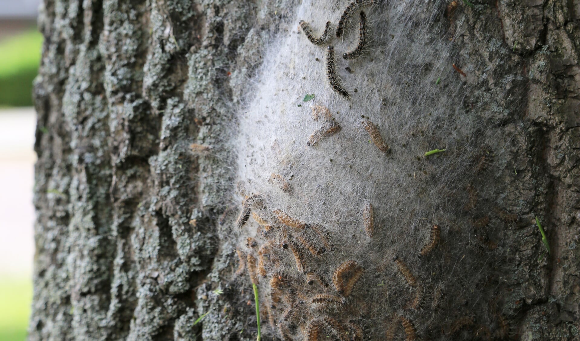 Eikenprocessierups op een boomstam. De haartjes van de rupsen veroorzaken bultjes en jeuk. | Foto: Wil van Elk.