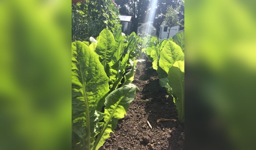 De volktuinders van De Bloemhof hebben afgelopen voorjaar hard gewerkt om de gewassen in hun tuinen te laten groeien en bloeien.
