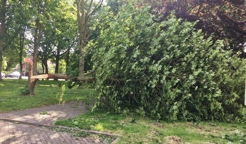 De boom achter het Shellstation was niet bestand tegen de harde wind.