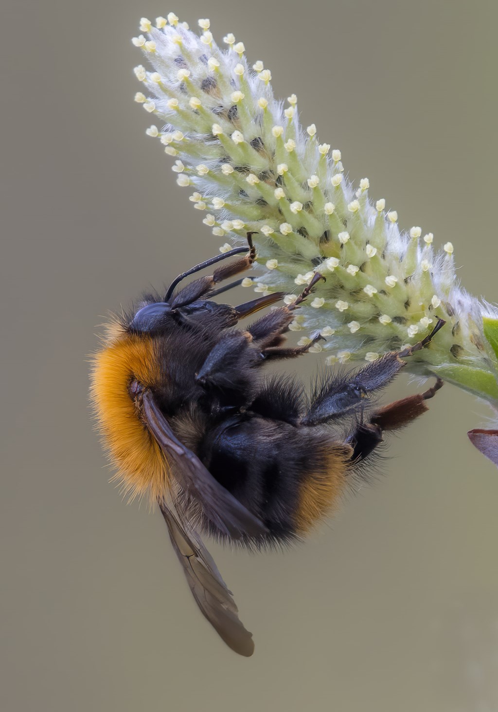 De eerste prijs: een akkerhommel. | Foto: Gertjan van der Kooij.