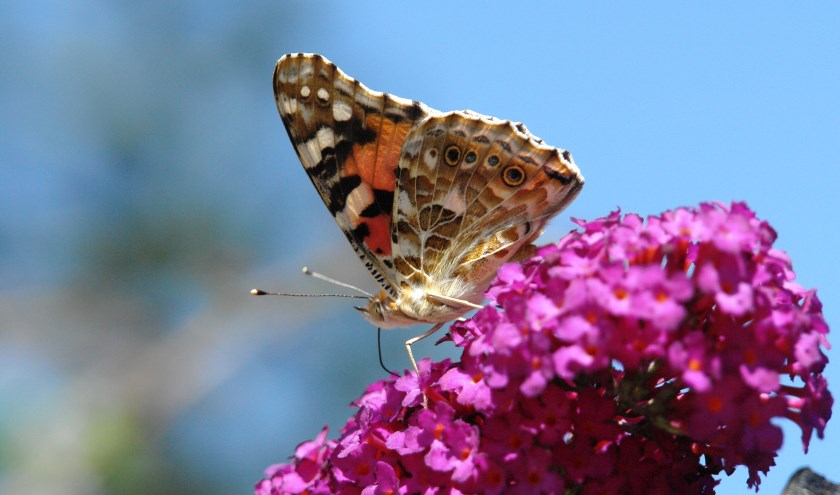 Een distelvlinder op de bloem van een vlinderstruik. Zal de distelvlinder dit jaar de meest getelde vlinder worden? | Foto: PR