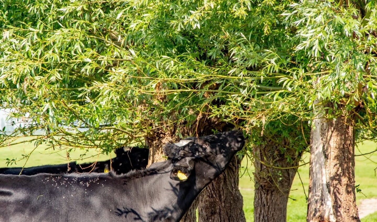 De koeien van Jan de Graaf knabbelen graag aan de bomen die nu al rond de wei staan. 