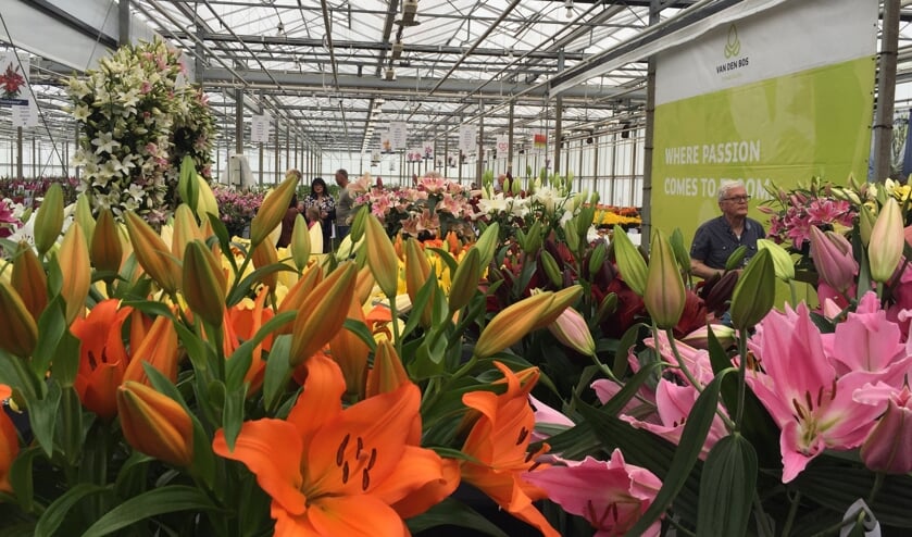 Veel belangstelling tijdens the Dutch Lily Days.