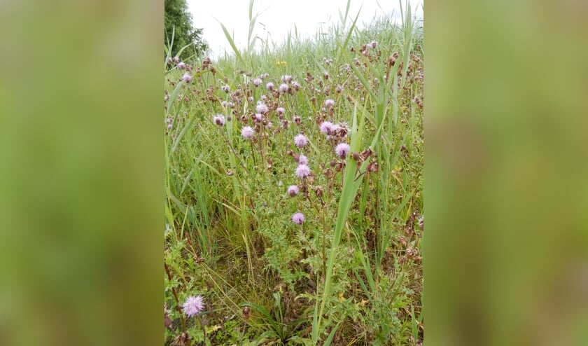 De akkerdistel is een opvallende en nuttige plant, maar moeilijk weg te krijgen op plekken waar je hem niet wilt.